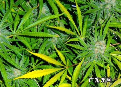 麻叶是什么植物