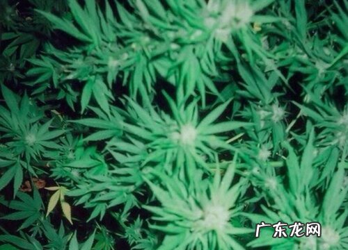 麻叶是什么植物