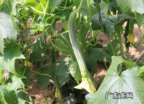 露天丝瓜几月份种植最好 种植时间和方法