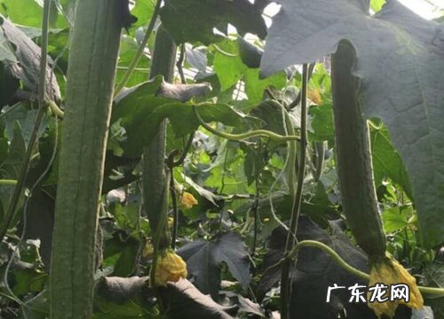 露天丝瓜几月份种植最好 种植时间和方法