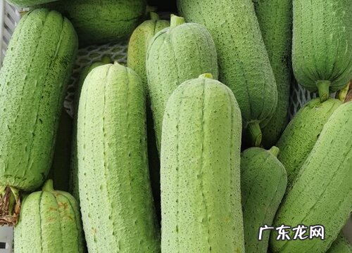 露天丝瓜几月份种植最好 种植时间和方法