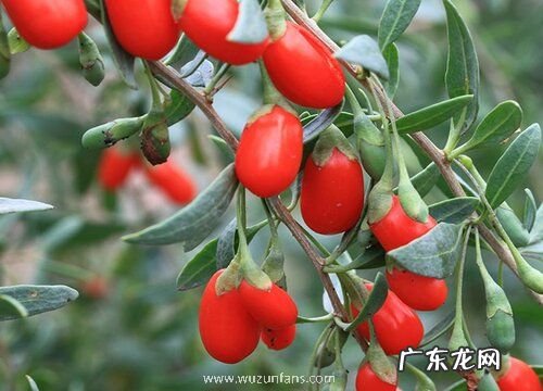 枸杞什么季节成熟 成熟时间在几月份