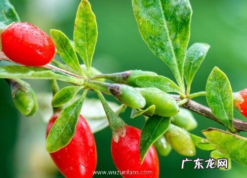 枸杞什么季节成熟 成熟时间在几月份