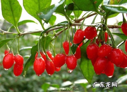 枸杞什么季节成熟 成熟时间在几月份