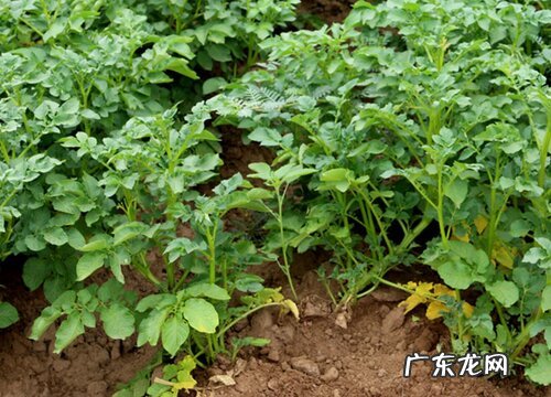 土豆什么季节成熟 在几月份成熟