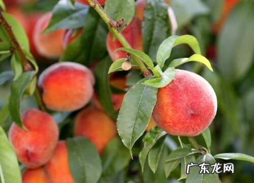 桃子什么季节成熟上市 一般在几月份收获