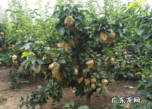 江苏适合种植什么水果