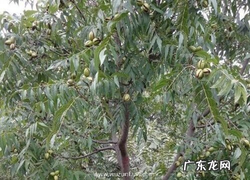 核桃什么季节成熟采摘 成熟期是几月份