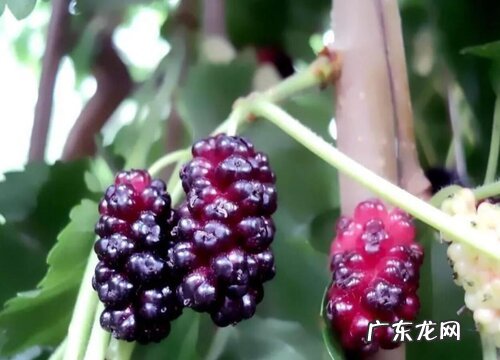 桑葚什么季节成熟 成熟时间是几月份