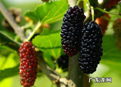 桑葚什么季节成熟 成熟时间是几月份