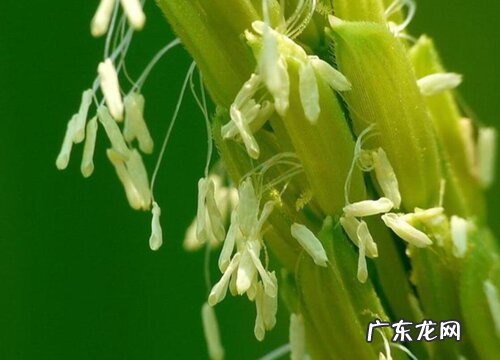 稻子什么季节成熟收割 成熟期是几月份