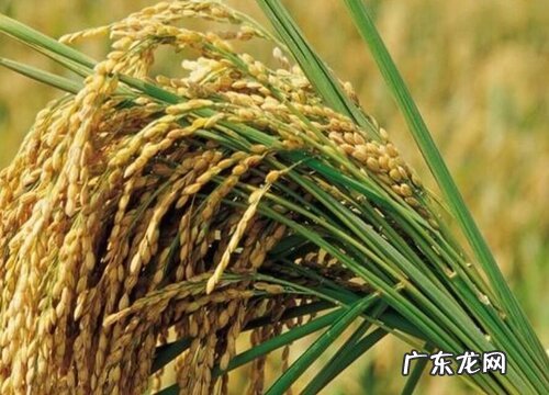 稻子什么季节成熟收割 成熟期是几月份