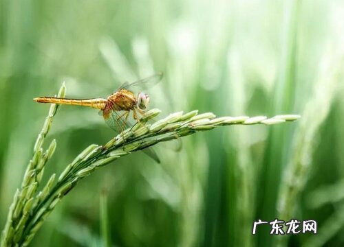 稻子什么季节成熟收割 成熟期是几月份