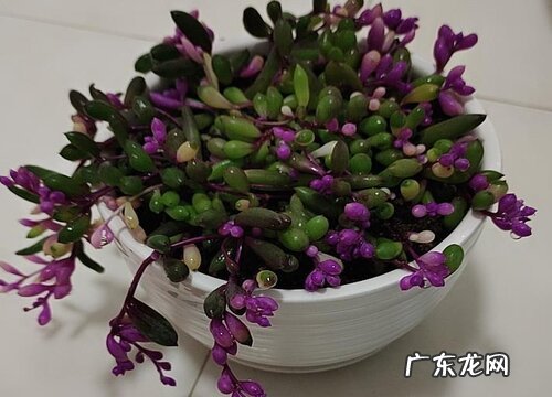 紫玄月怎么种植 栽种时间和方法