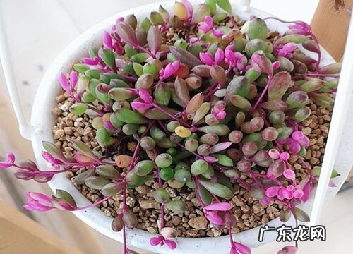 紫玄月怎么种植 栽种时间和方法