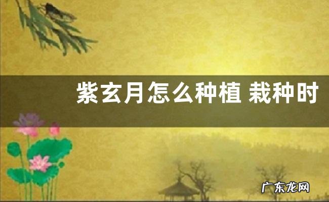紫玄月怎么种植 栽种时间和方法