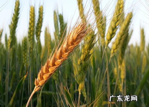 小麦什么季节成熟收割 成熟期是什么时候