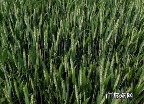 小麦什么季节成熟收割 成熟期是什么时候