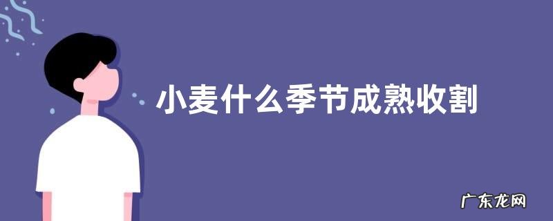 小麦什么季节成熟收割 成熟期是什么时候