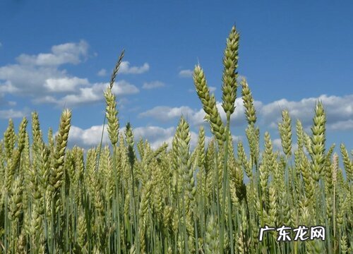 小麦什么季节成熟收割 成熟期是什么时候