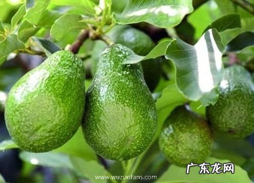 牛油果什么季节成熟 一般是几月份成熟的