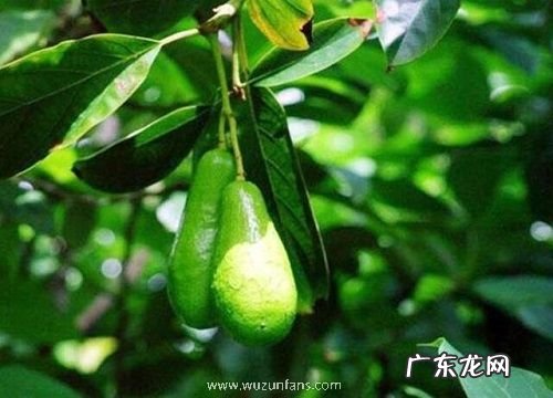 牛油果什么季节成熟 一般是几月份成熟的