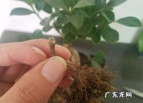 榕树可以嫁接什么树