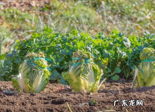 白菜什么季节成熟 成熟季节是几月份