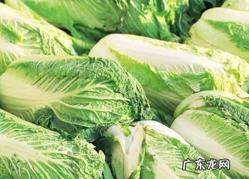 白菜什么季节成熟 成熟季节是几月份