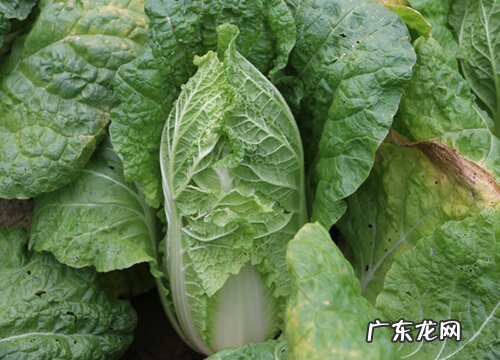 白菜什么季节成熟 成熟季节是几月份