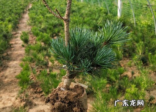 五针松生长速度快慢 一年能长多少