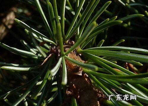 五针松生长速度快慢 一年能长多少