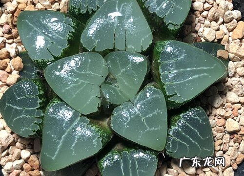 月影寿怎么养殖方法