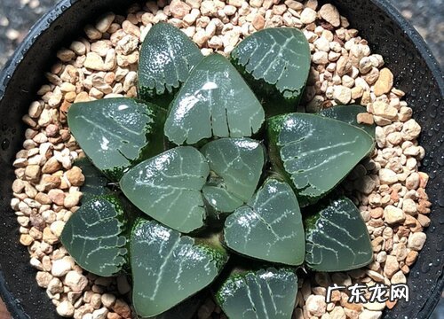 月影寿怎么养殖方法