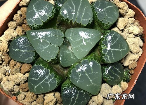 月影寿怎么养殖方法