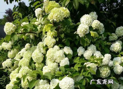 绣球花可以耐多少度低温