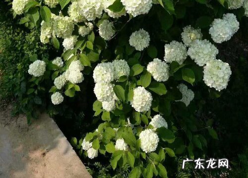 绣球花可以耐多少度低温