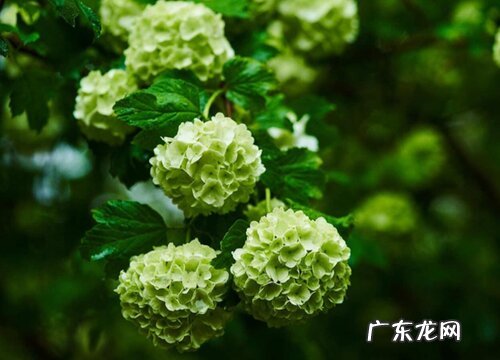 绣球花可以耐多少度低温