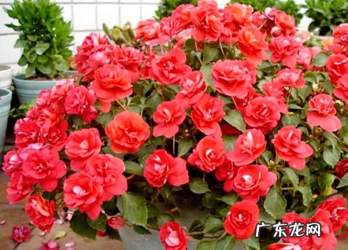 凤仙花什么季节开花 花期是几月到几月