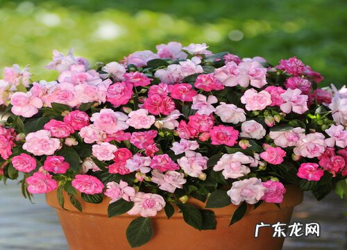 凤仙花什么季节开花 花期是几月到几月