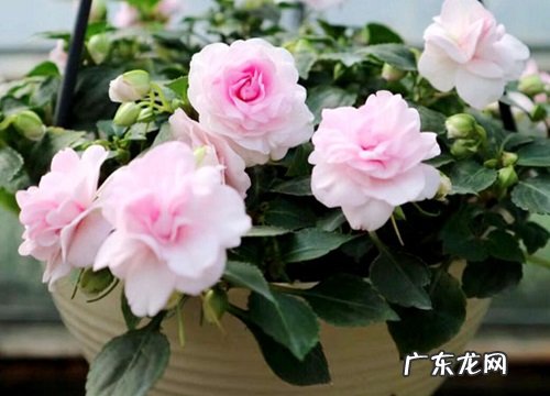 凤仙花什么季节开花 花期是几月到几月