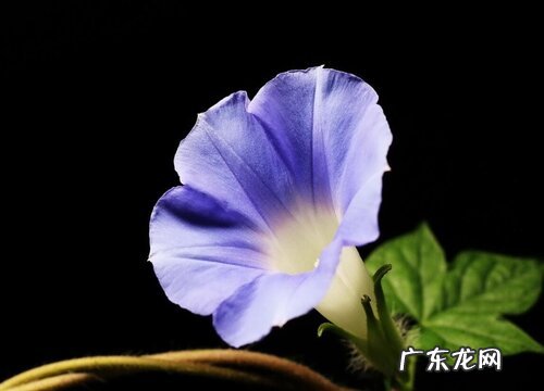 喇叭花什么季节开花 在什么时候开花