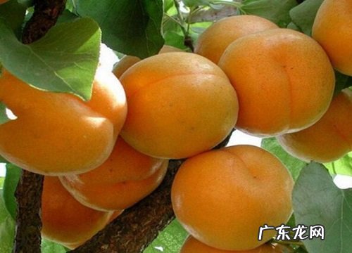 杏子什么季节成熟 在几月份成熟