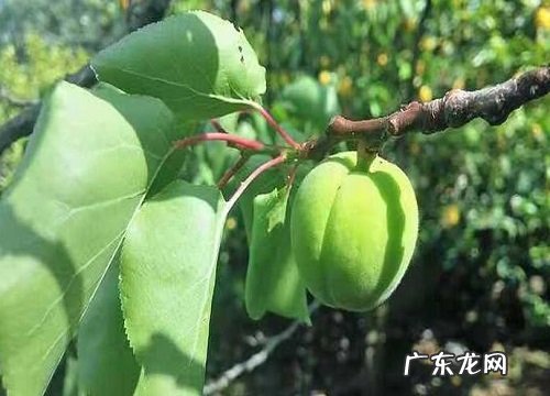 杏子什么季节成熟 在几月份成熟