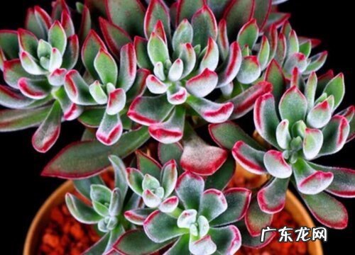 锦晃星怎么养殖出状态