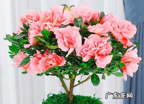 映山红什么季节开花 花期多长时间