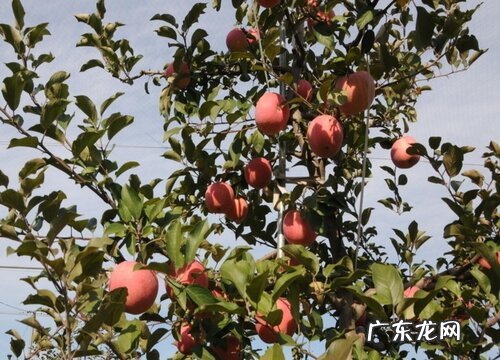 底肥施用方法 苹果树底肥放什么肥好