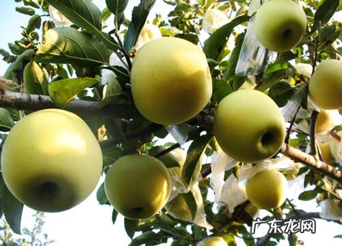 底肥施用方法 苹果树底肥放什么肥好