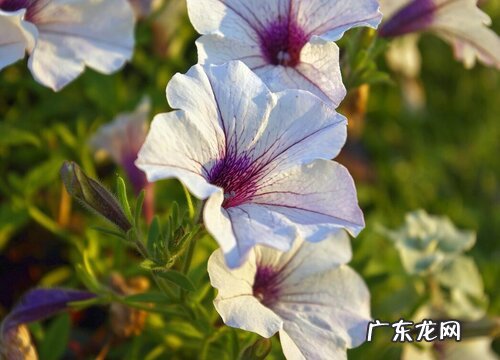 牵牛花什么季节开花 一般在什么时候开花