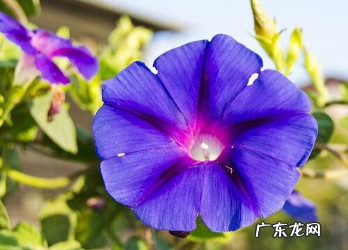 牵牛花什么季节开花 一般在什么时候开花